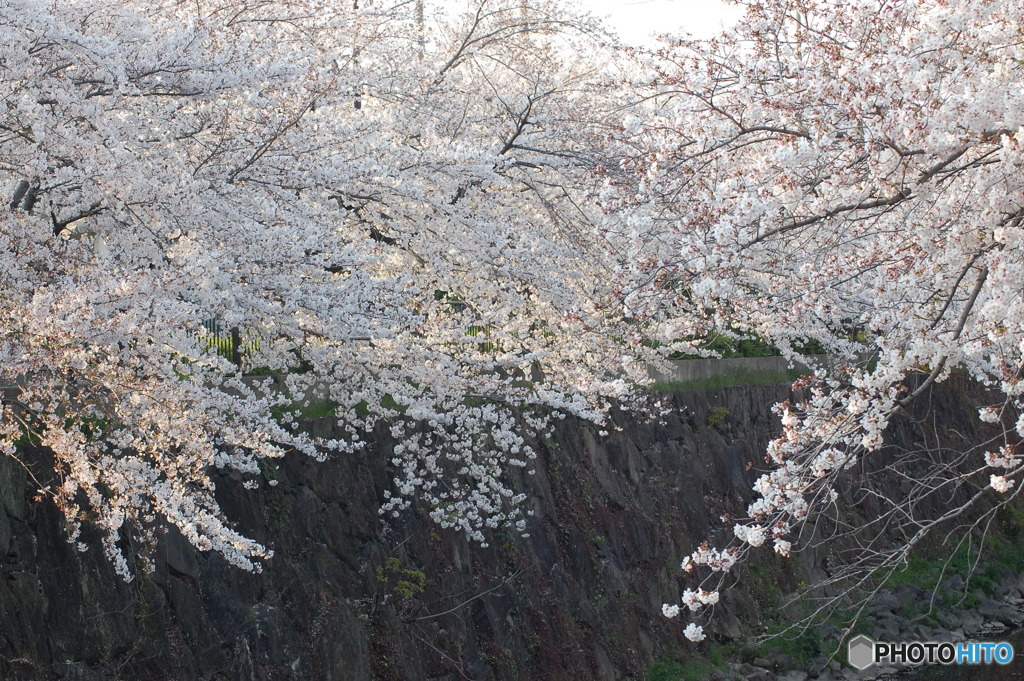 桜日和-3