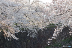 桜日和-3