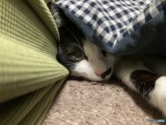 まだ出たくニャイ
