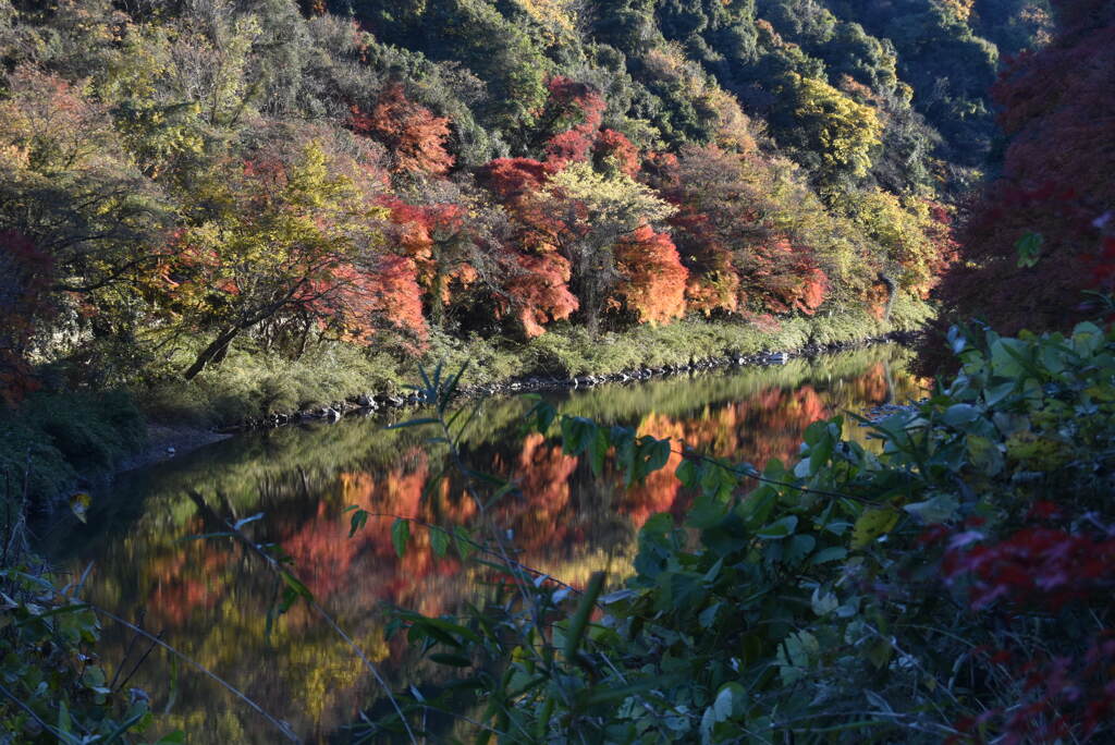 秋を映して