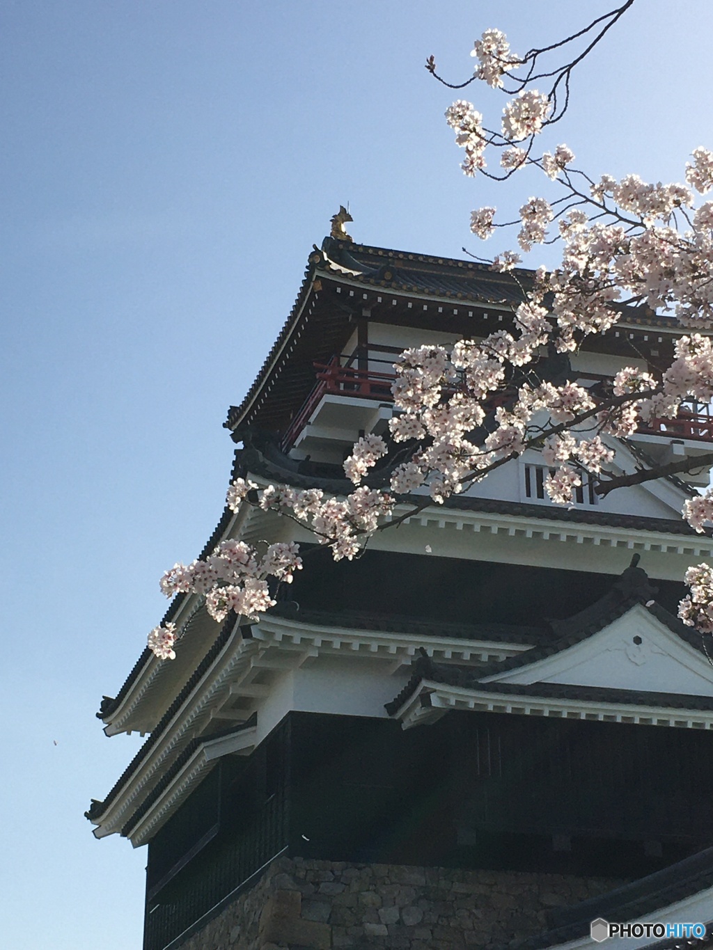 清洲城と桜