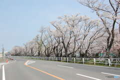 桜道