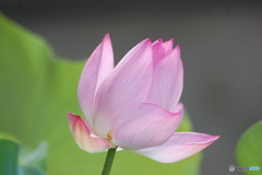 暑い中にも清々しく