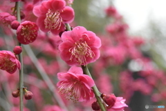 春紅