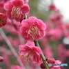 春紅
