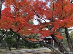 そろそろ見納め