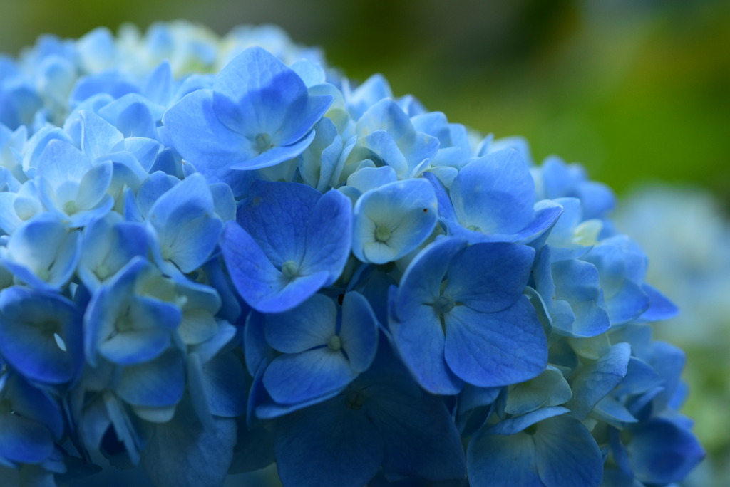 紫陽花咲く