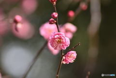 紅梅、咲く