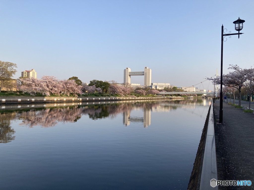 対岸の桜