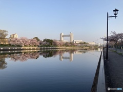 対岸の桜