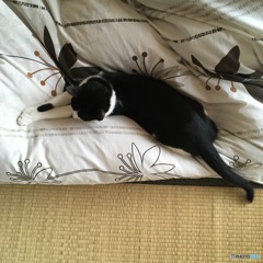 どかないにゃん