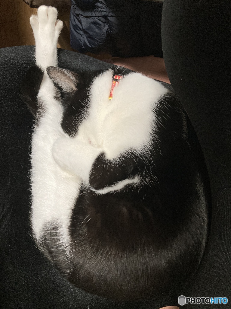キャット空中3回転