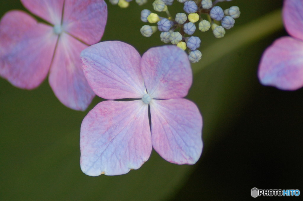 紫陽花月間－６