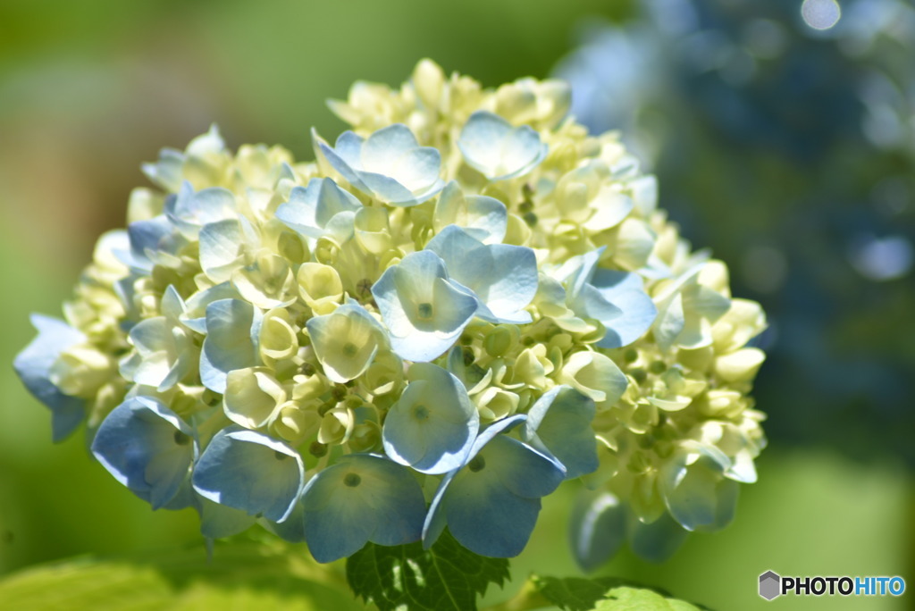 hydrangea（ハイドレンジア）紫陽花