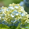 hydrangea（ハイドレンジア）紫陽花