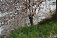 桜の樹の下で