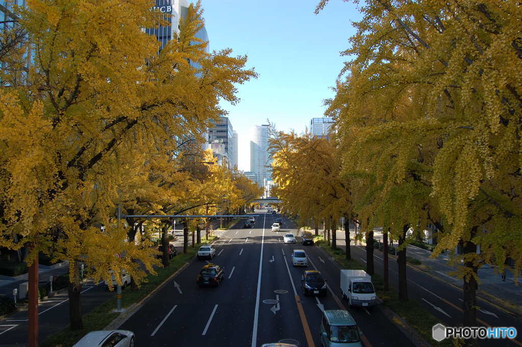 黄色の街路樹-2