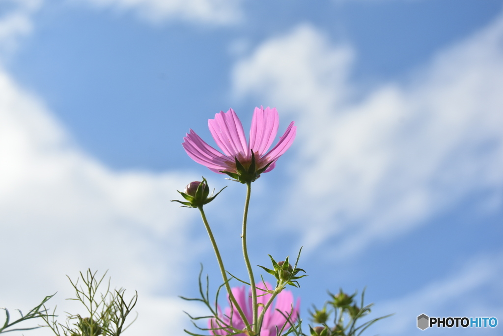 コスモスと秋空