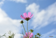 コスモスと秋空