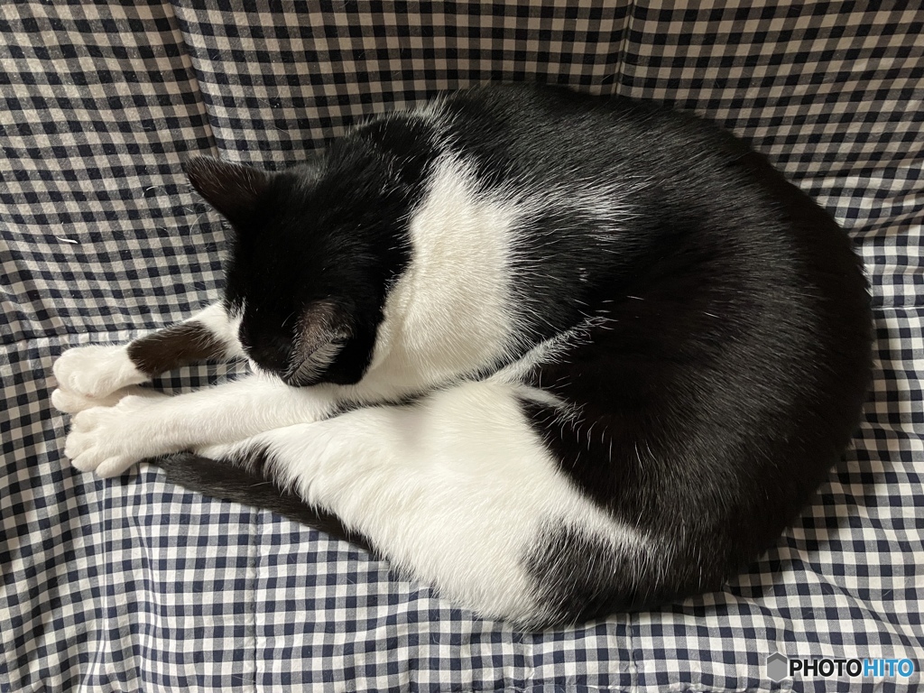 やっぱりこたつ