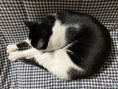 やっぱりこたつ