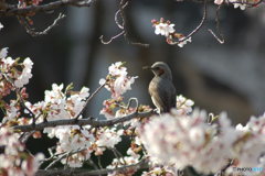 桜とヒヨドリ-2