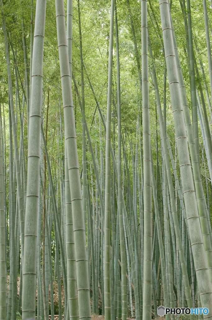 古都～竹林