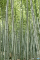 古都～竹林