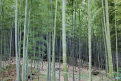 古都～天龍寺　竹林