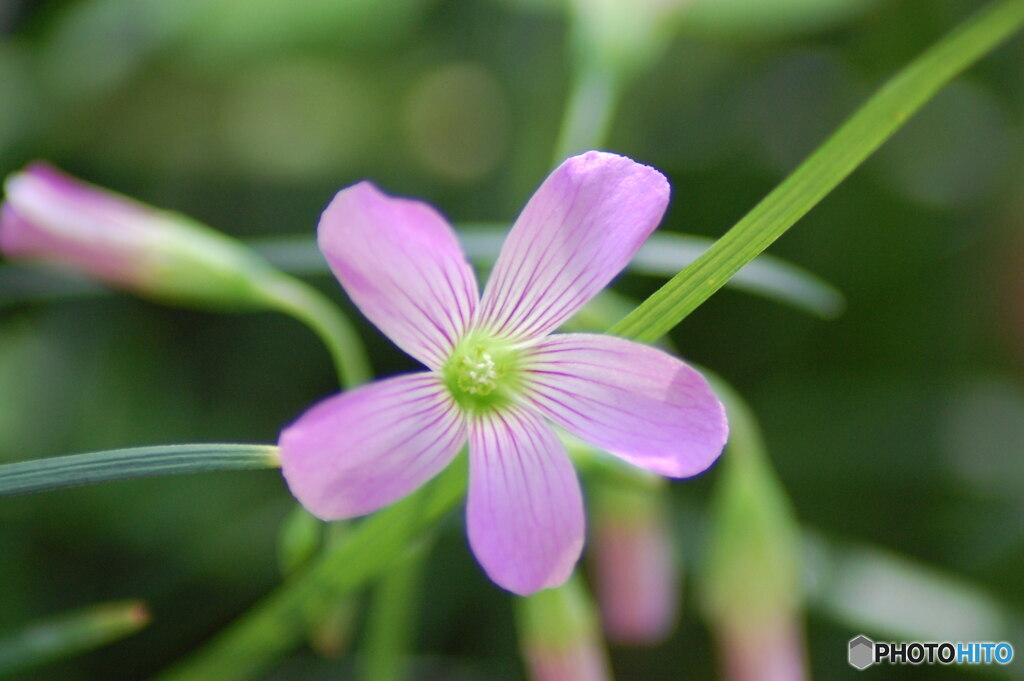 生きるために花は咲く