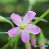 生きるために花は咲く