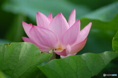 一輪-2