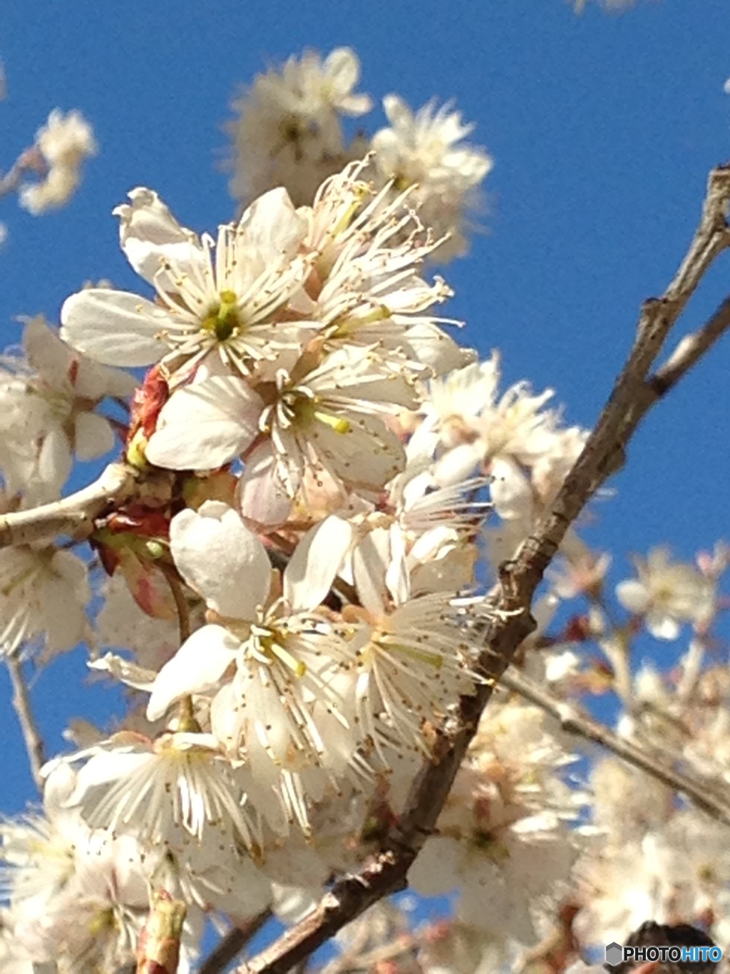 気の早い桜