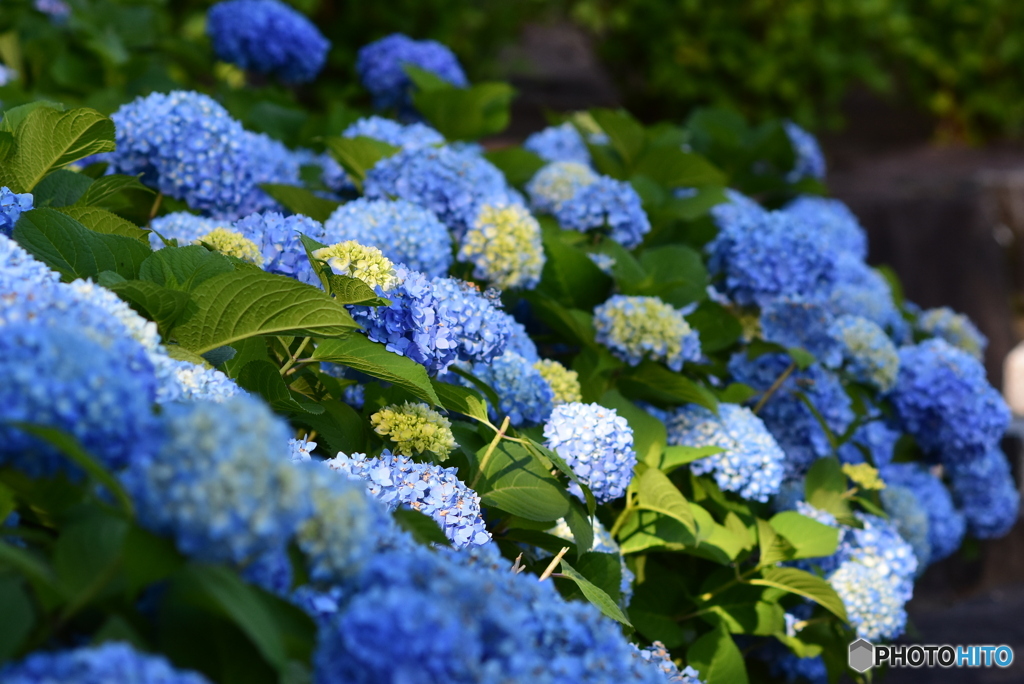 紫陽花咲く