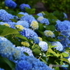 紫陽花咲く
