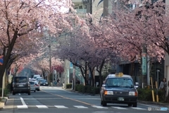 桜並木