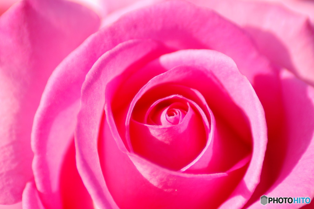 Spring Rose