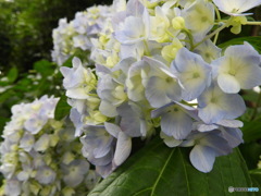 紫陽花月間-2