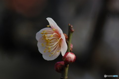 春の音