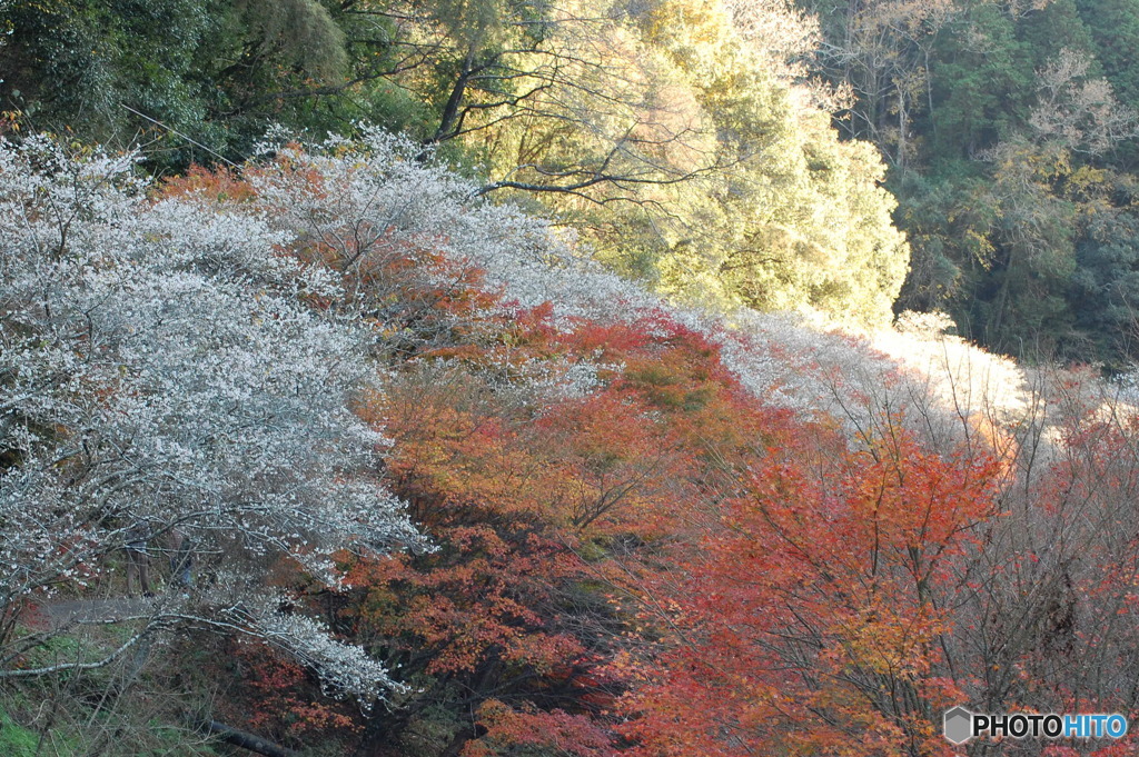 紅葉と四季桜Ⅳ