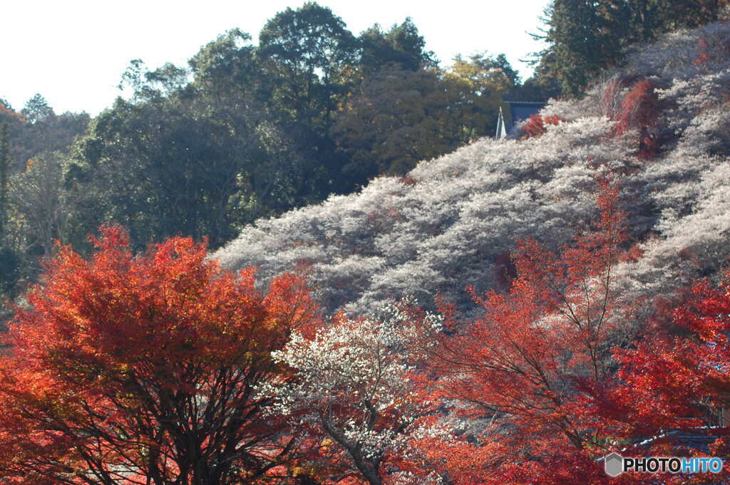 紅葉と四季桜Ⅰ