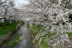 桜の日