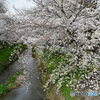 桜の日
