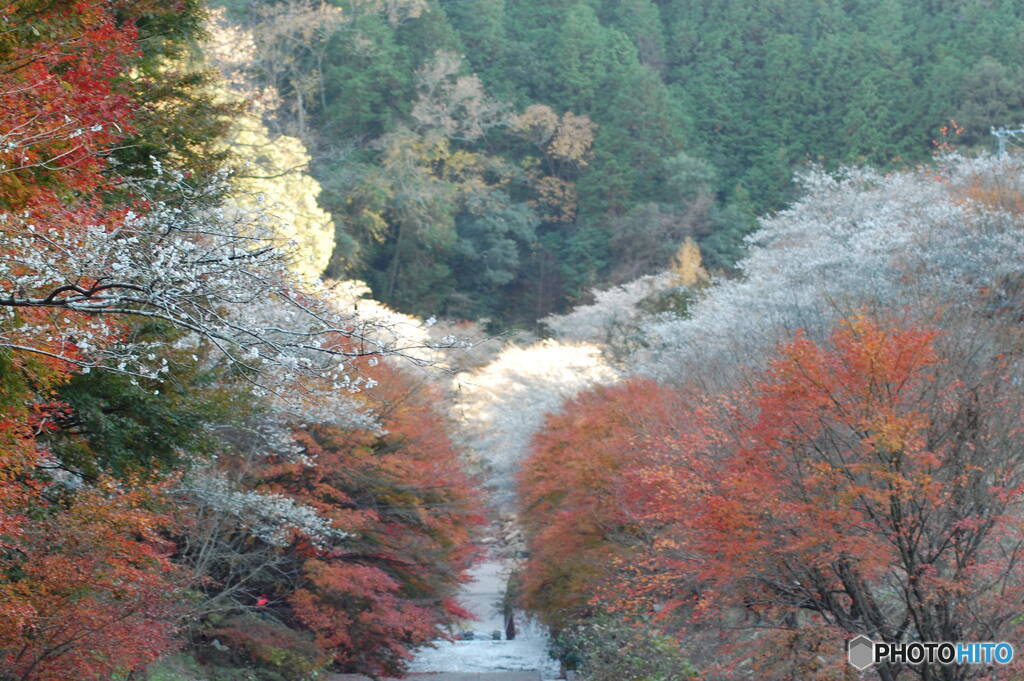 四季桜と紅葉