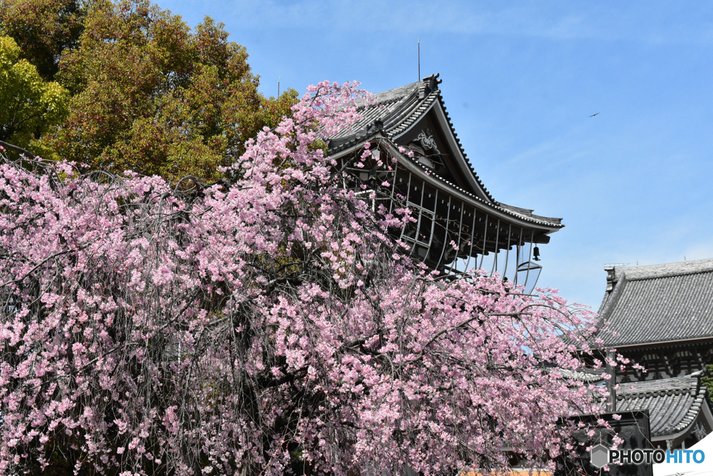 桜の土曜日