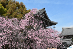 桜の土曜日