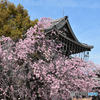 桜の土曜日