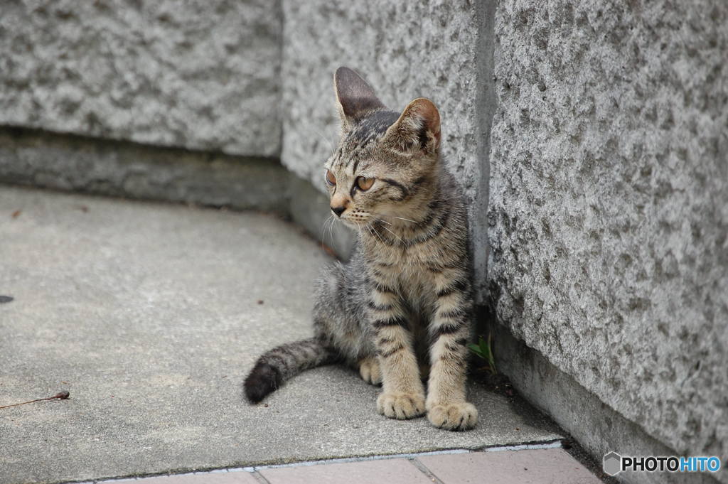 ニャにしてる?