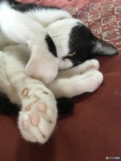 昼寝の邪魔しないで！