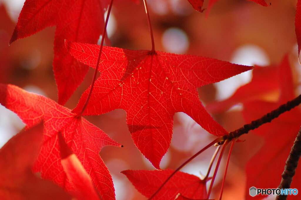 紅彩